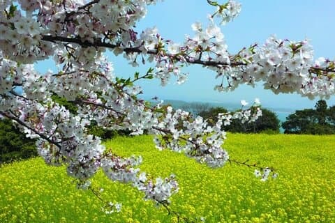 2026 Sakura Season
