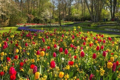 Keukenhof y Volendam desde Amsterdam con Guía y Conductor