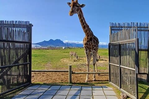 Heldags Giraffmöte och Cheetah Outreach med vinresa