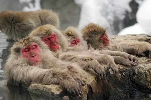 Myoko e Madarao Tour de Dia Snow Monkeys, Zenkoji e Sake