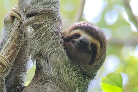2-3-Hour Manuel Antonio Park Nature Guided Tour