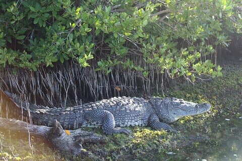 Boottocht op Rio Lagartos voor flora- en fauna-observatie