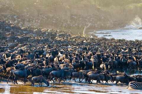 3 Days Luxury Safari in Tanzania Iconic National Parks
