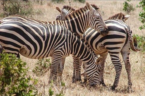 5 Giorni Tsavo Ovest Amboseli e Tsavo Est da Mombasa