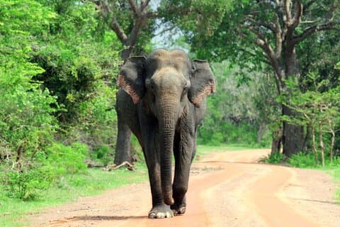 Pegue Mirissa, Tangalle, Yala safari tour e desça para Ella