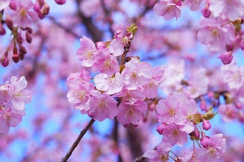 Yokohama Cherry Blossom Half Day Walking Tour with a Local Guide