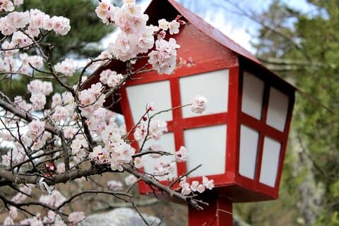Kamakura Cherry Blossom Half Day Walking Tour with a Local Guide