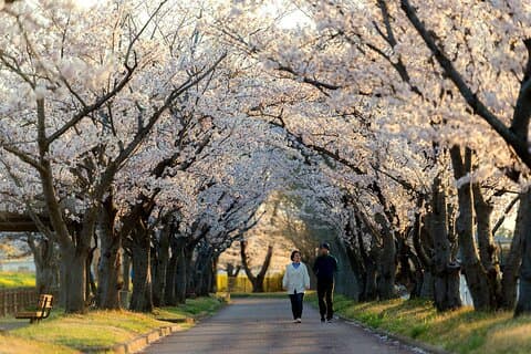 Tokyo Cherry Blossom Half Day Walking Tour with a Local Guide