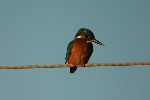 Albania Birdwatching Escape: 2-Day Guided Tour from Tirana