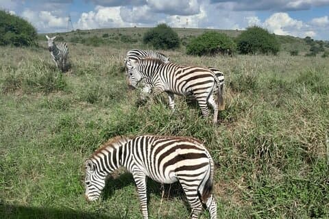 Halvdagstur i Nairobi nasjonalpark