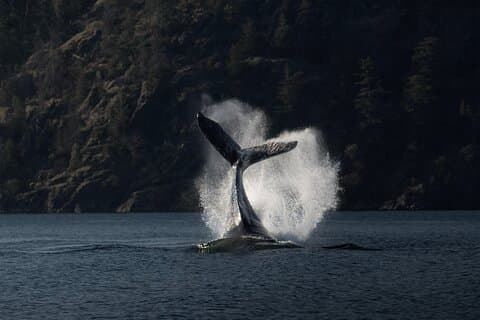 Zodiac Boat Whale and Wildlife 6 - en times tur fra Campbell River