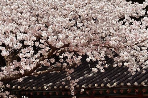 Small Group East Jeju Cherry Blossom Tour & Women Divers Show