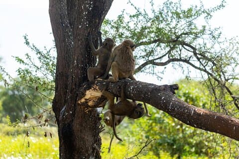 Serengeti and Ngorongoro Fly Tour in Safari