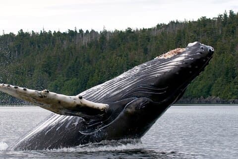 Privétour naar Ketchikan Wildlife en bezienswaardigheden