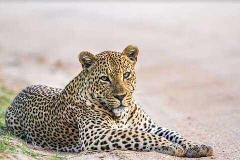 Yala National Park Safari - Half day and Full day