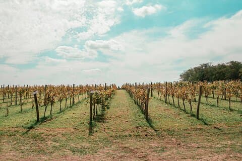 Vineyard Tour with Wine Tasting and Lunch in Buenos Aires