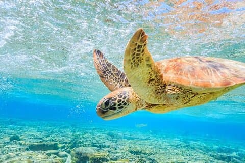 Me gustan las tortugas Navegación privada y buceo con zafiro