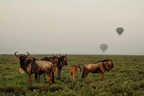 3 days Best Tarangire ,Lake Manyara and Ngorongoro Crater Safari