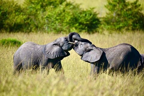 8 Tage Magische und unvergessliche Kenia und Tansania Combo