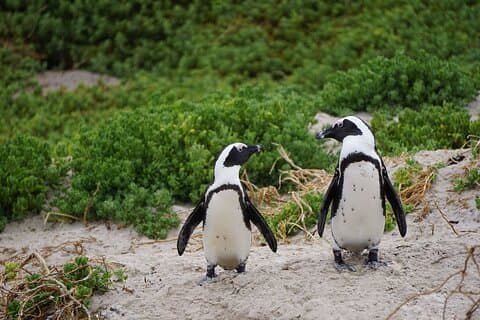 Half Day Penguins and Cape of Good Hope Group Tour