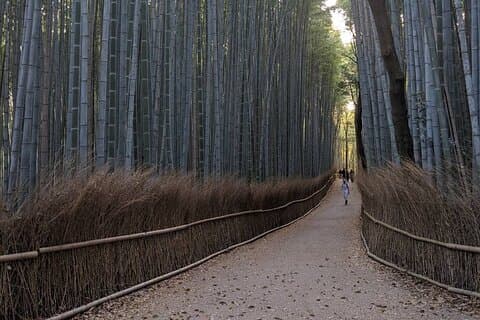 FasciaBlaster in Arashiyama