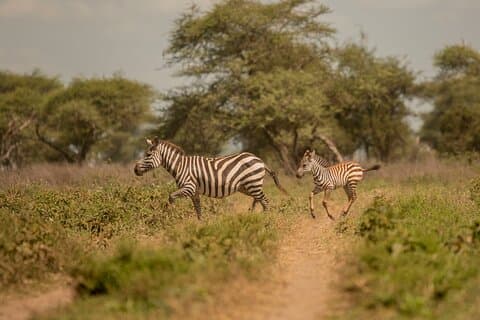 2 giorni Private Budget Lodge a Tarangire e cratere di Ngorongoro