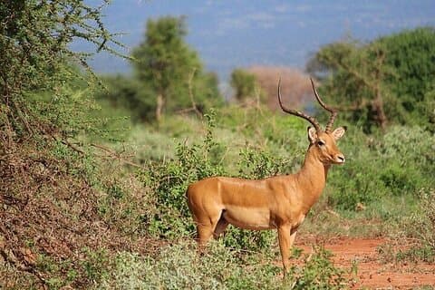 Full Day Private Tour of Tsavo East National Park from Diani