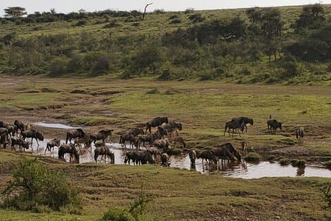 Tour de Safari Clásico en Tanzania