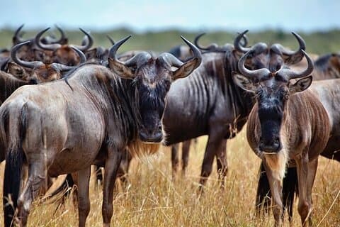 4 dage Kruger Katekani Big 5 Safari fra Johannesburg
