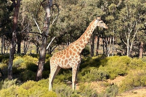 4 Tage Krüger Tremisana Tour ab Johannesburg