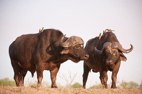 4 Tage Kruger Katekani und Balule Safari ab Johannesburg