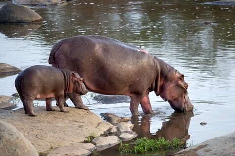 3-tägige Krüger Tented Big 5 Safari Tour ab Johannesburg