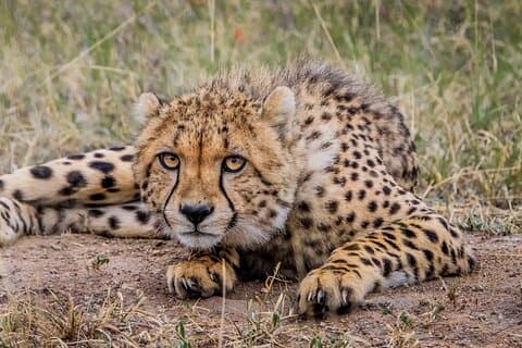 3-dagers Kruger Safari tur fra Johannesburg