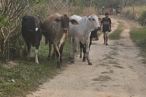 Besuchen Sie das indigene Dorf Guarani in Marica