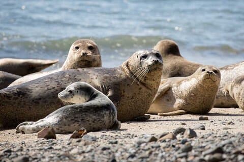 Vancouver UNESCO Biosphere Reserve Wildlife Scenic Boottocht