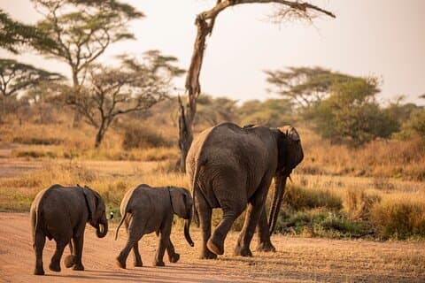 5-Days Private Budget Camping Safari