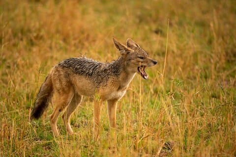 Tour privado de 5 días con 2 noches en el Serengeti