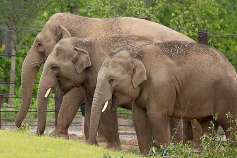 Visite nationale de l'éléphant et du Nam Pouy 2 jours et 1 nuit