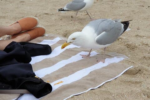 Trasferimento privato da Parigi a Deauville Trouville