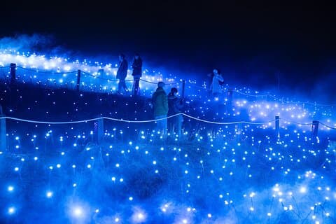 Promenade nocturne Astra Lumina au sanctuaire animalier Currumbin