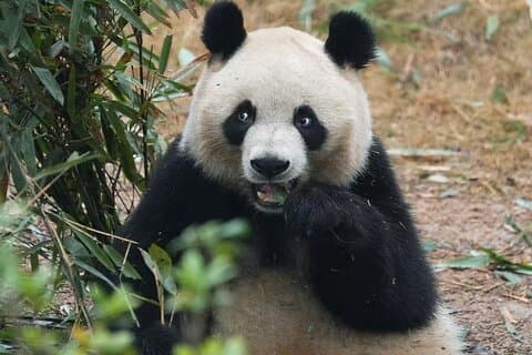 Ticketreservering voor Chengdu Giant Panda Breeding Base