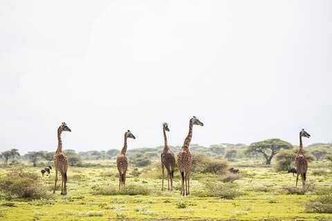 Arusha National Park Game Drive And Walking Tour Private Day Trip