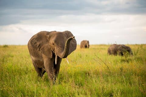 Two Days Private Mid Range Lodge Safari