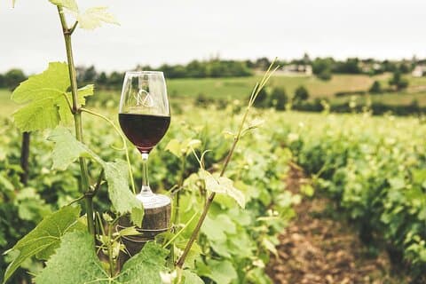 Esperienza di raccolta del vino di Cefalonia Robola