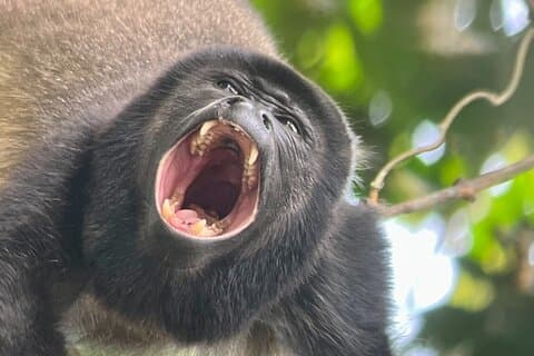 Udforsk Manuel Antonio National Park Wildlife and Beaches
