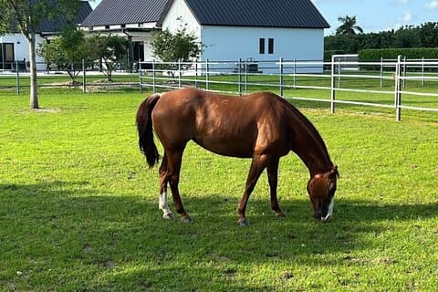 マイアミの田舎で乗馬