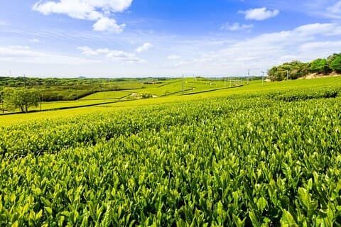 Fujikawachi Tea Fields Walking Tour and Learn Yamaguchi Tea