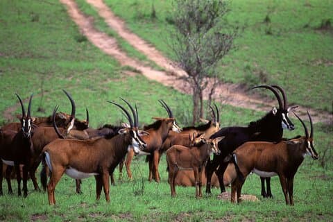 Day Tour To Shimba Hills Park from Mombasa