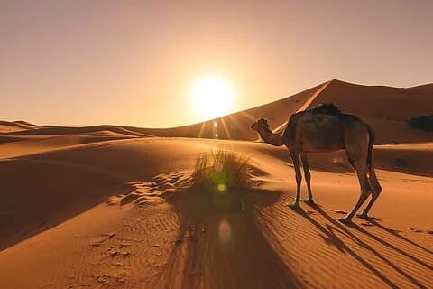 Marrakesch Nach Fes 3 Tage Wüstentouren