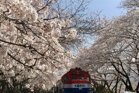 Busan Kirschblüte Private Tagestour in Jinhae Gyeonghwa Station